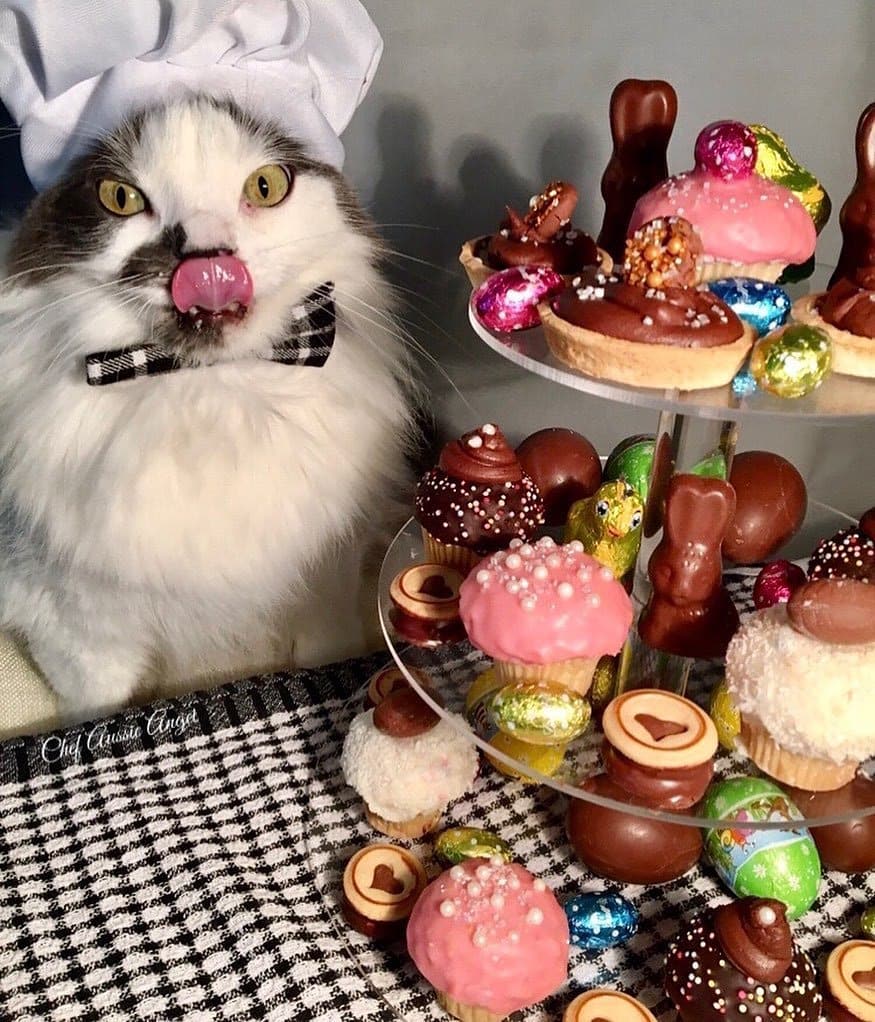 #кот #кошки ätzchen #ニャルソック #고양이