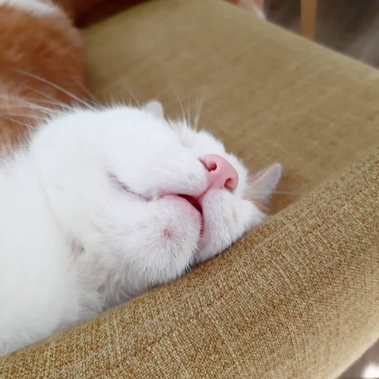 Äivät
