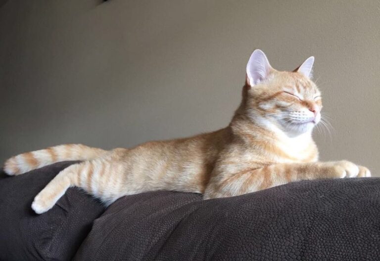 Sun bathing while my pawrents rewatch . . . .