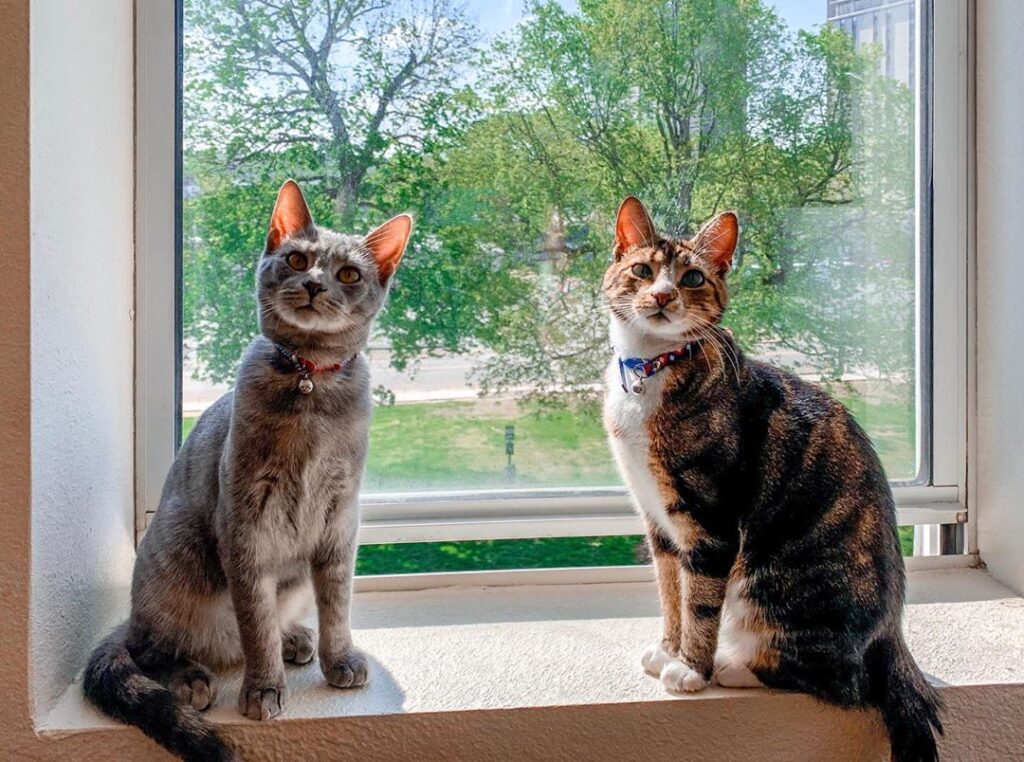 Happy caturday • • •