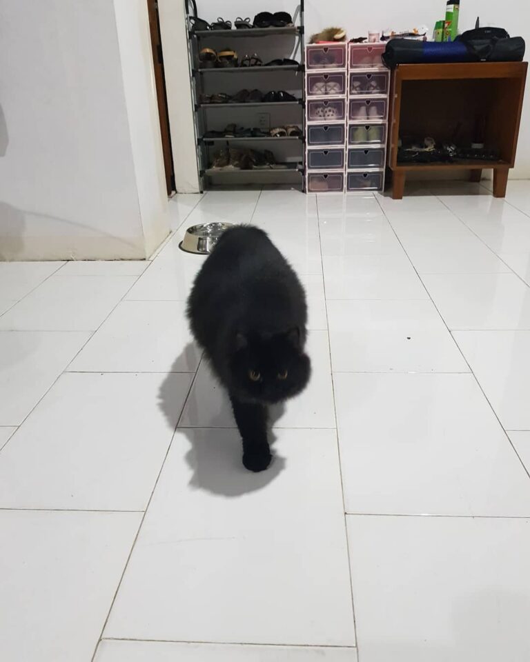 Let me show u the real catwalk
