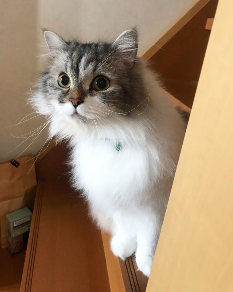 なにか見つけた ． . #猫 #ねこ部 #ねこのきもち #猫好きな人と繋がりたい #ねこすたぐらむ #にゃんすたぐらむ #ねこと暮らす