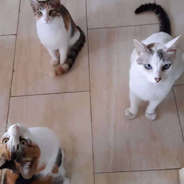 Al fin pude sacar una foto con las 3 juntas Rin, Peque y Hoshi