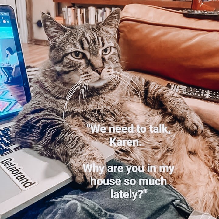 Anyone else get this look from your cat? Regram