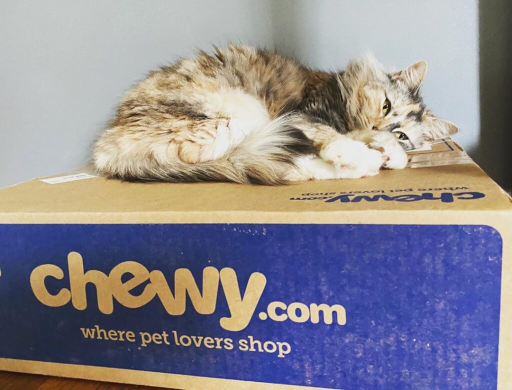 As per usual, Maggie likes boxes more than the actual food/toys/etc.