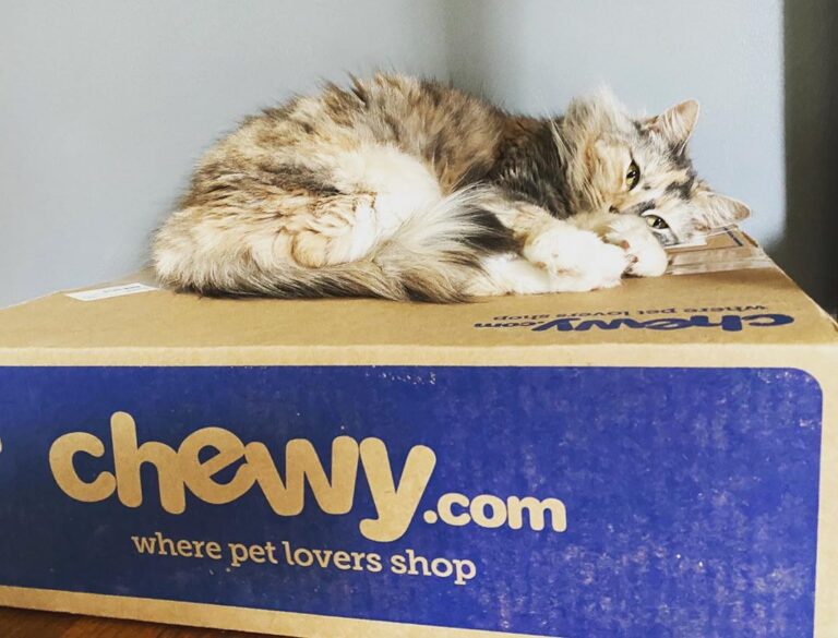 As per usual, Maggie likes boxes more than the actual food/toys/etc.