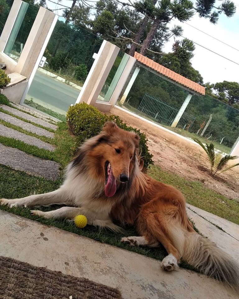 Beiley irmão da gatinha Meg