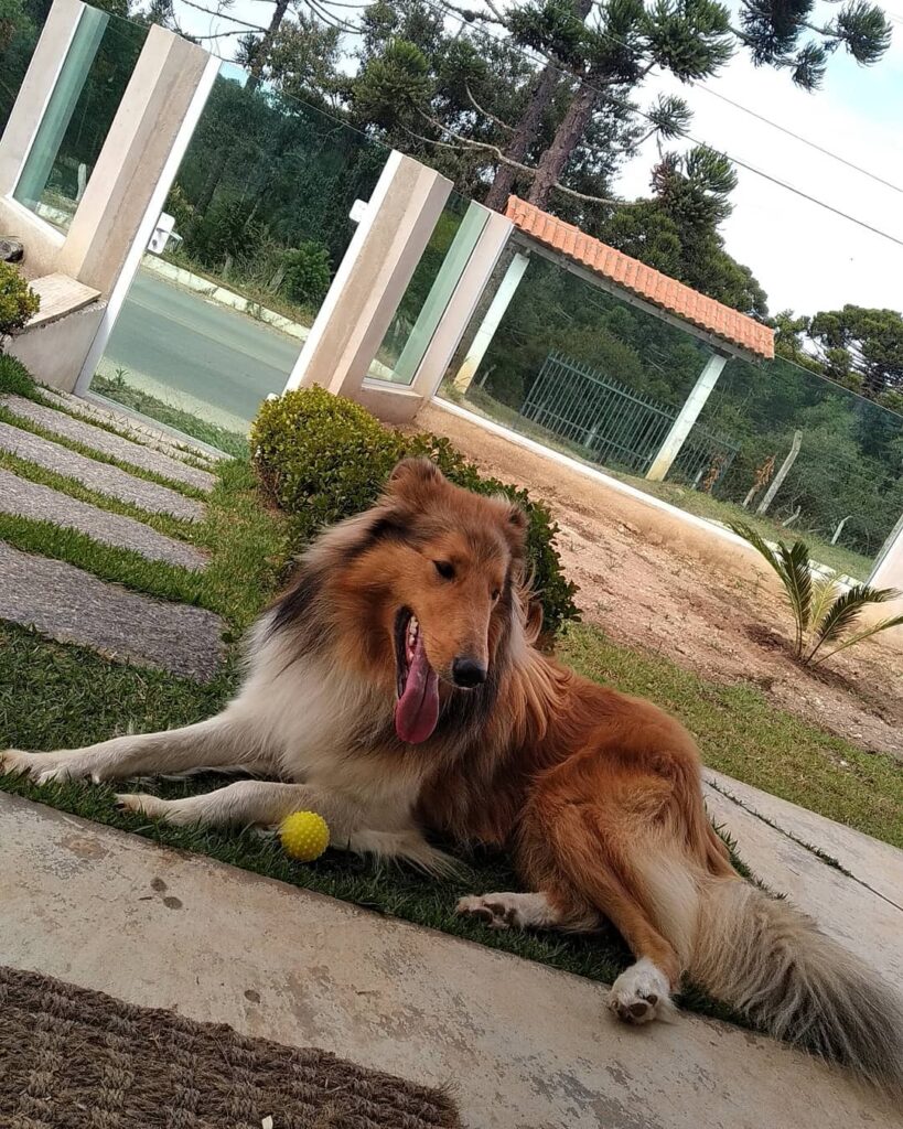 Beiley irmão da gatinha Meg