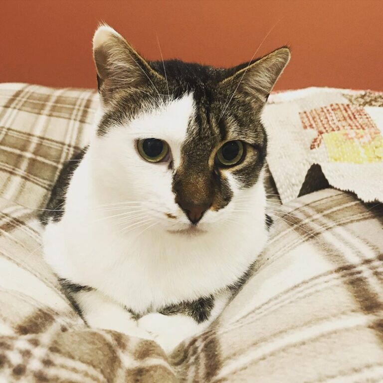 Bonjour, Je me nomme Phénix, je suis un chat de gouttière adopté en