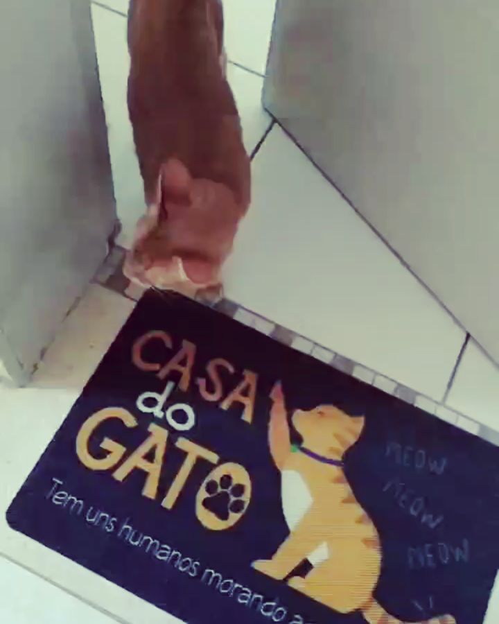 Casa do gato.. Tem uns humanos morando aqui também. . . . .