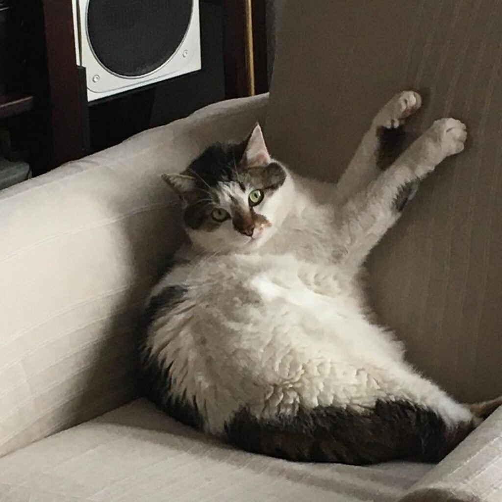 Cat in lockdown position