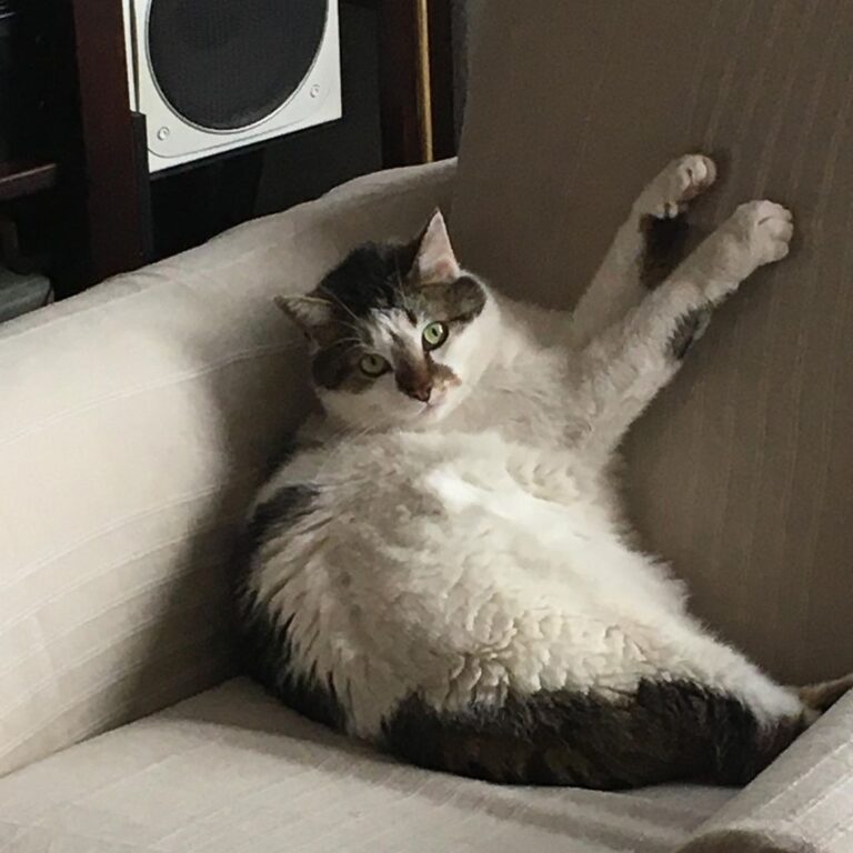 Cat in lockdown position