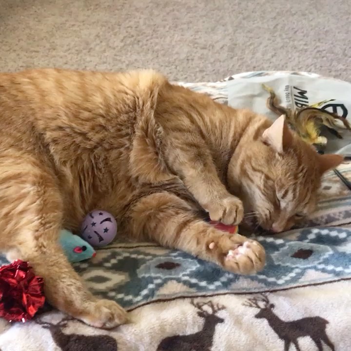 Chunky loves his new bored in the house quarantine present