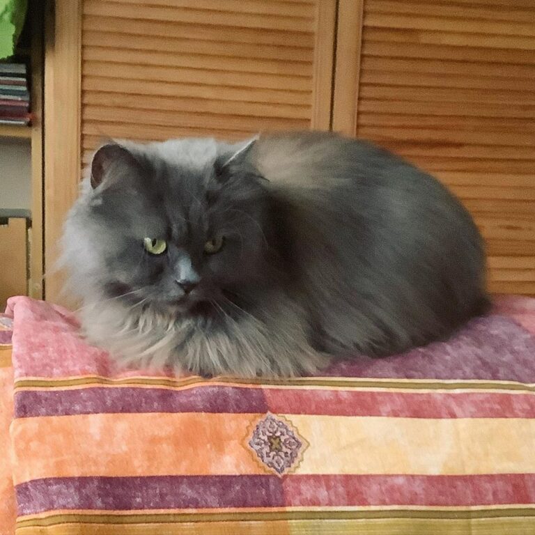 Das Bagira-burrito chillt in der Quarantänezeit