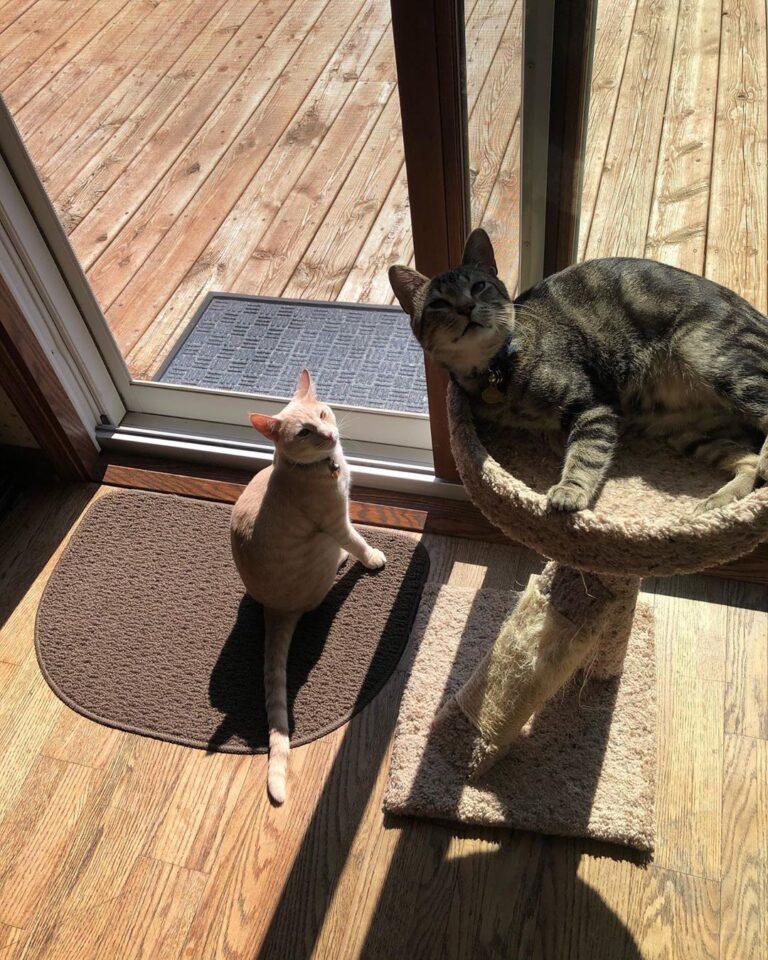 Did someone say caturday??