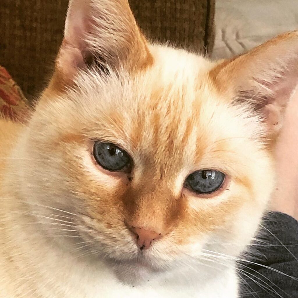Elvis