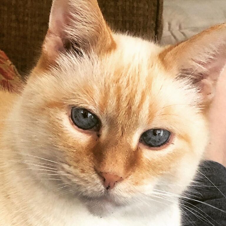 Elvis