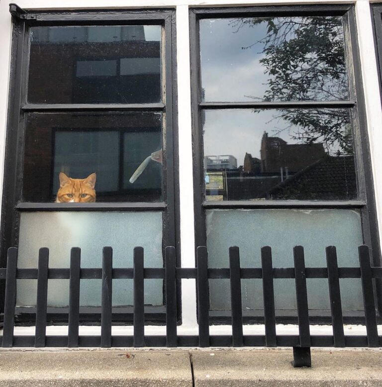 Ginger Cat Camouflage ⠀⠀⠀⠀⠀⠀⠀⠀⠀⠀⠀⠀⠀⠀ #ネコ