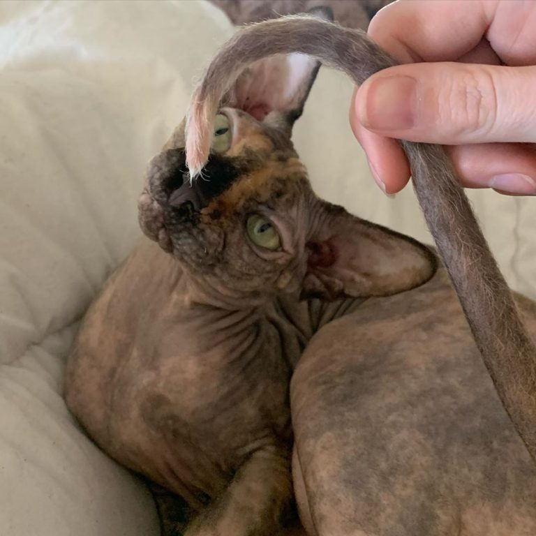 Give me that tail mom!!