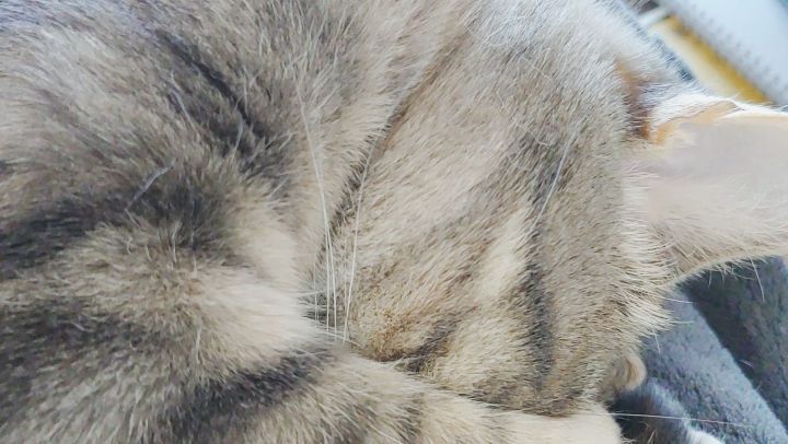 Happy caturday! *Now back to sleep *