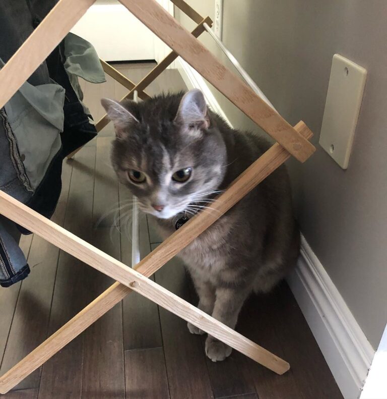 Happy where are you hiding today?? I’m hiding in clean laundry. I