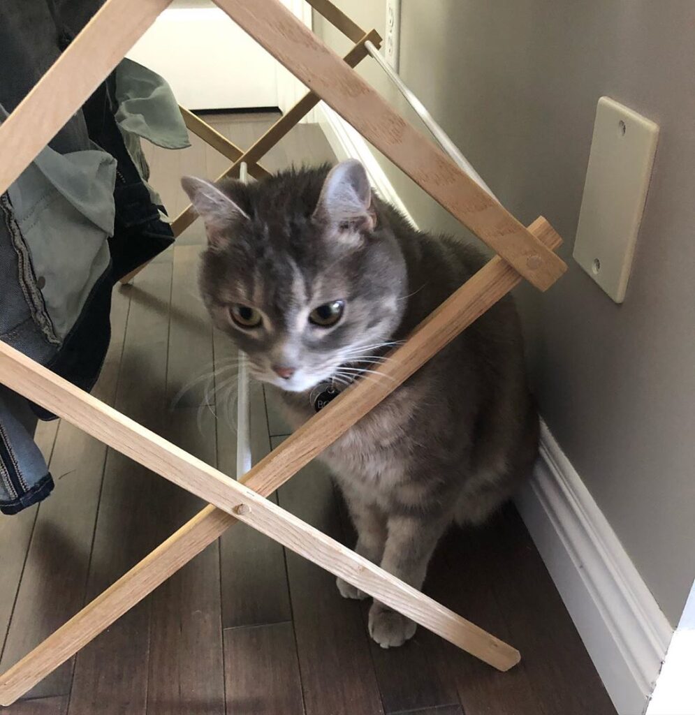 Happy where are you hiding today?? I’m hiding in clean laundry. I