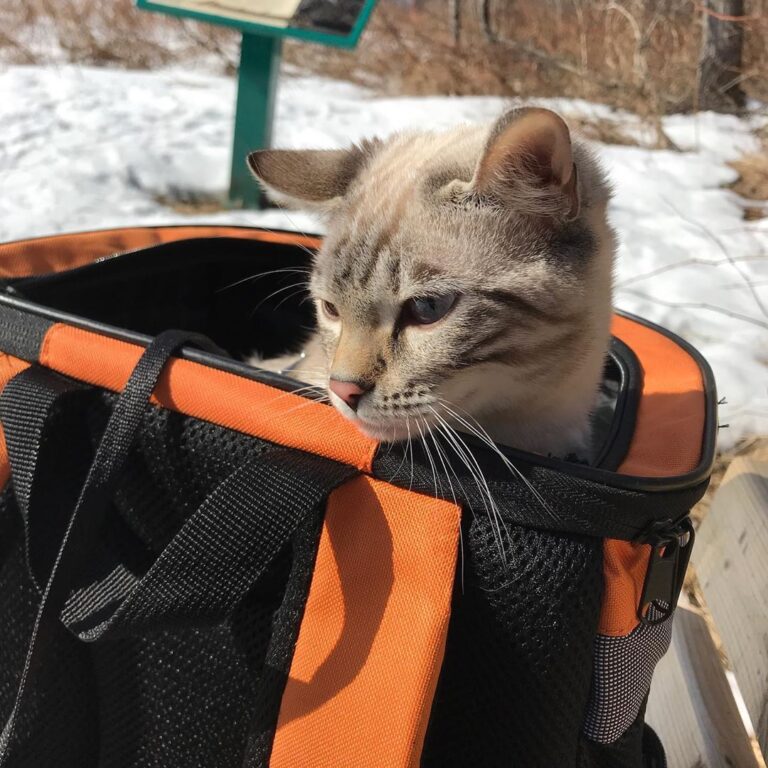 Hm. The snow is too cold. Maybe I’ll stay in my backpack today! . . .