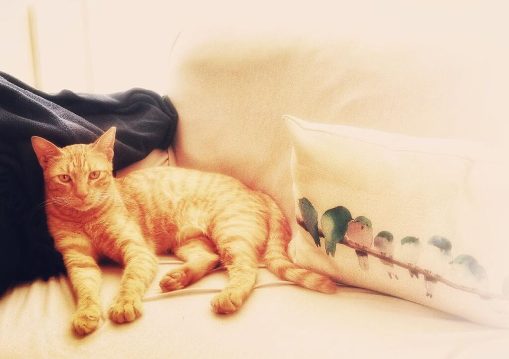 Honey with his Friends