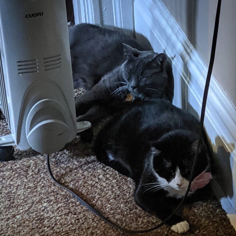 I can hardly believe my eyes. For the first time ever, my cats are