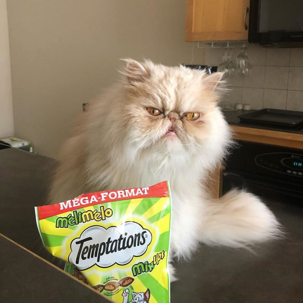 I demand that these treat be fed to me IMMEDIATELY!!
