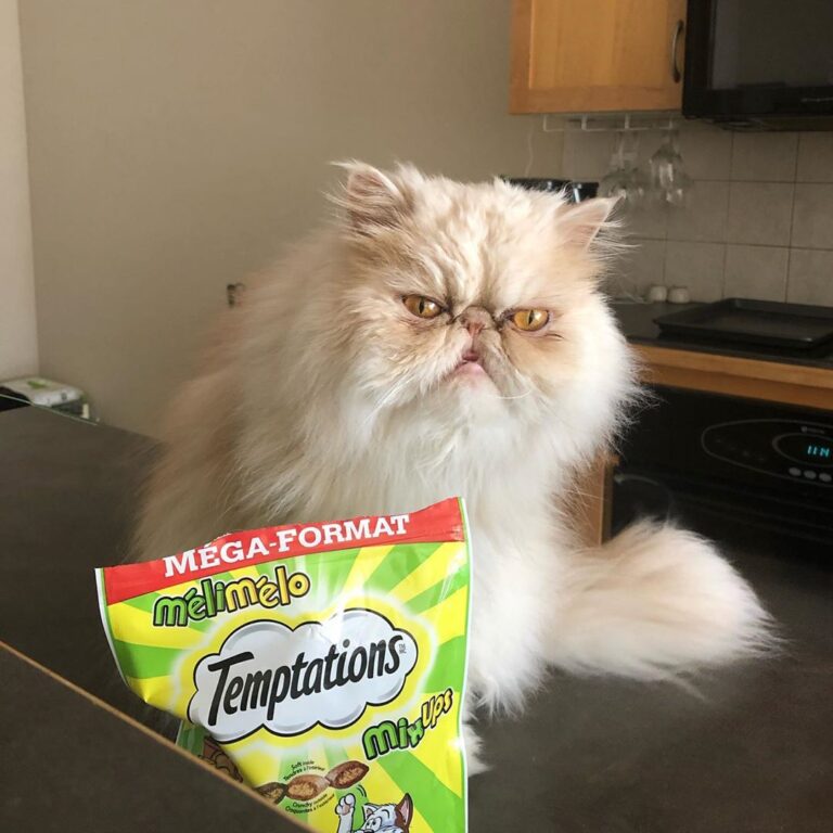 I demand that these treat be fed to me IMMEDIATELY!!