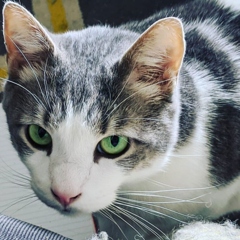 It is CATURDAY! . . .