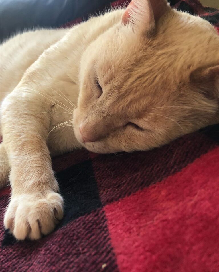 Its Snowie’s Gotcha Day! Happy 1 year to my cross eyed, toothless,