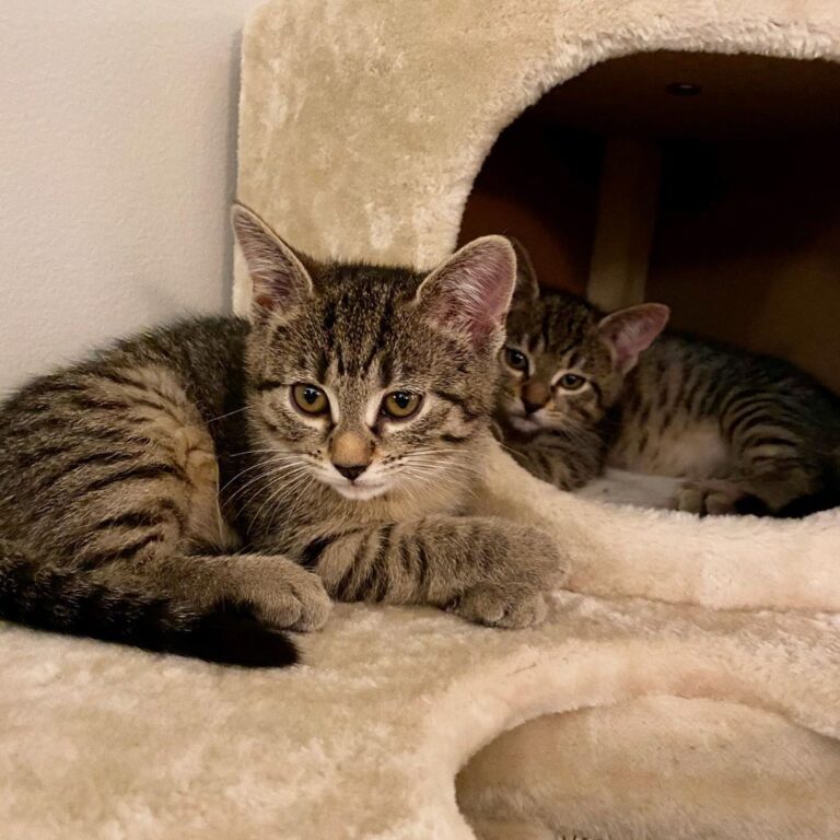 King and Queen of the castle . . . . . . . . . .