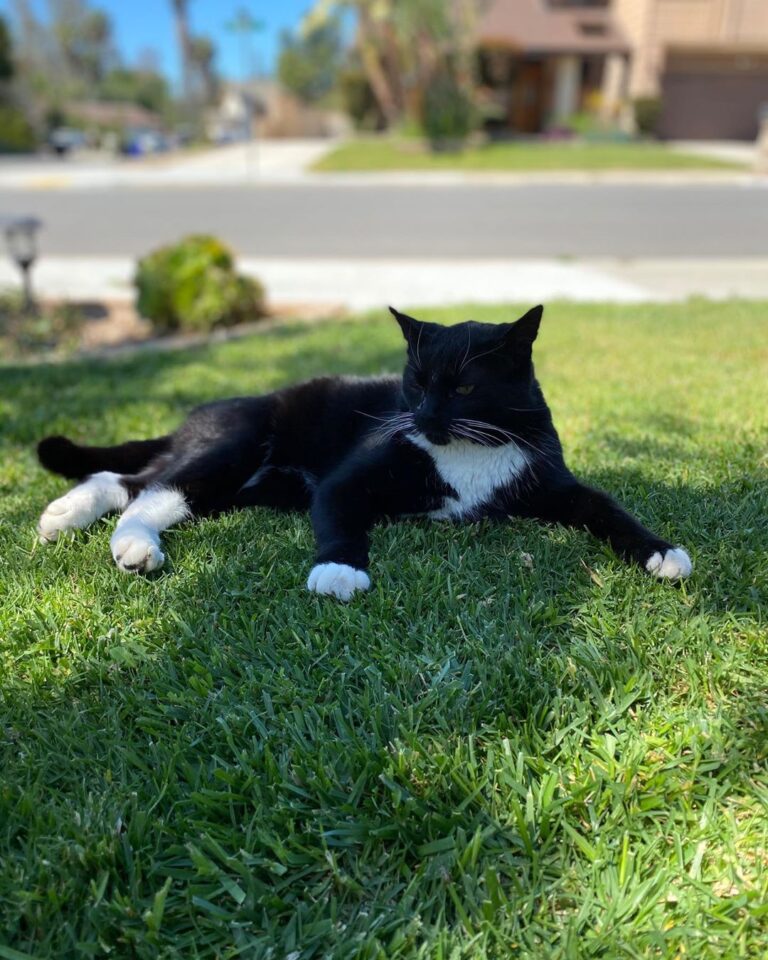 King of the jungle