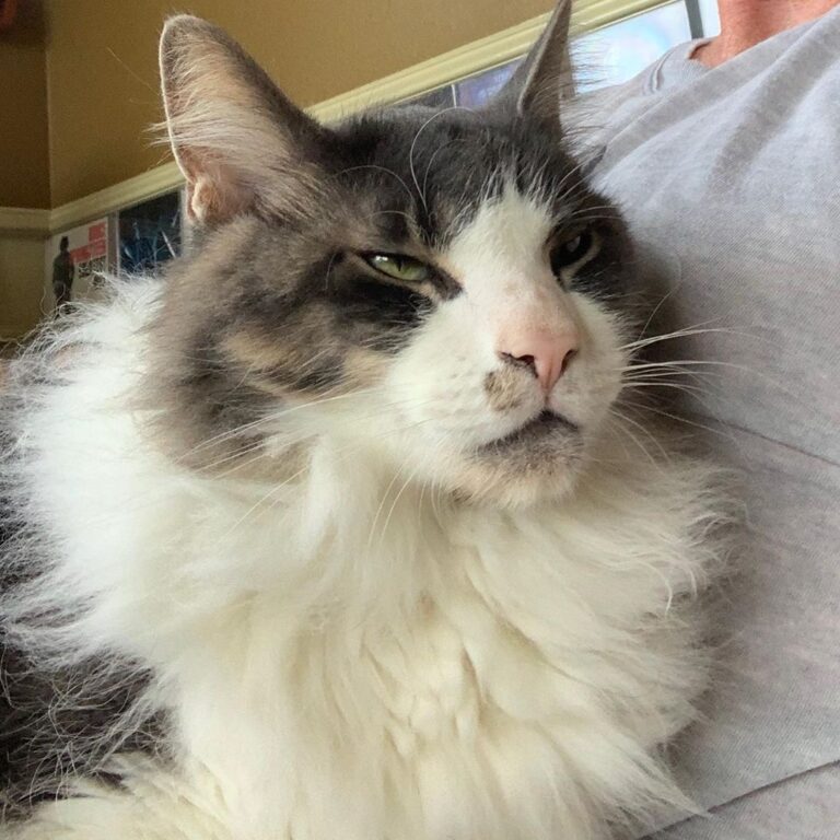 Lazy rainy day means more attention on me!