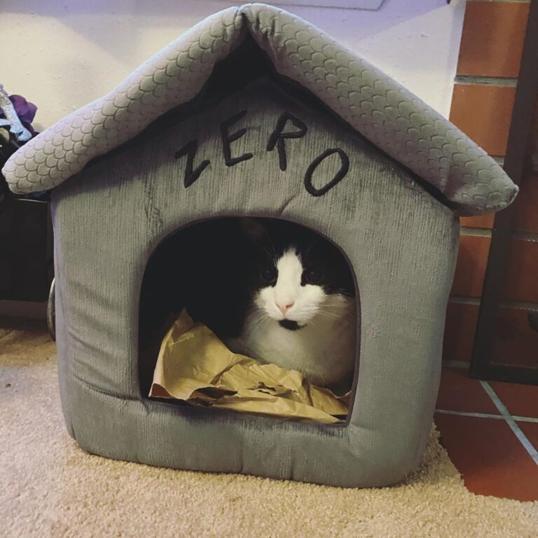 Lenny loves his new bed. He weirdly likes packing paper ignore that