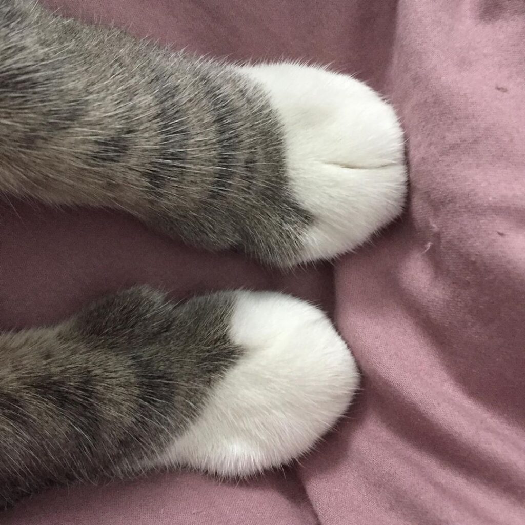 Lil fluffy paws