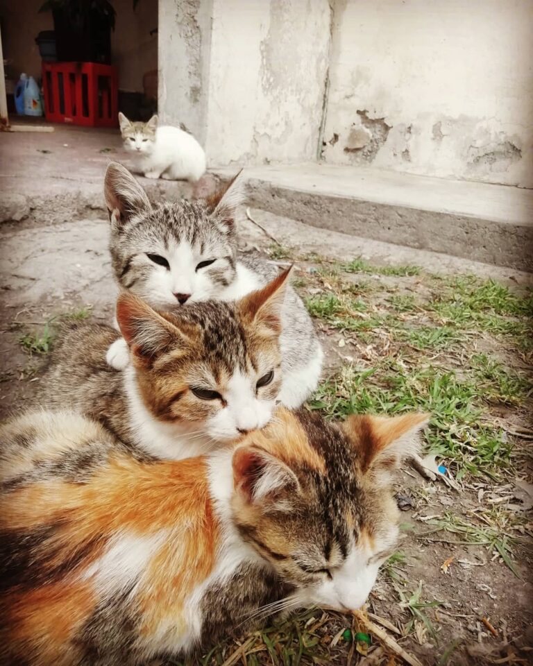 Los dueños de mis quincenas . . . . . . . . . .
