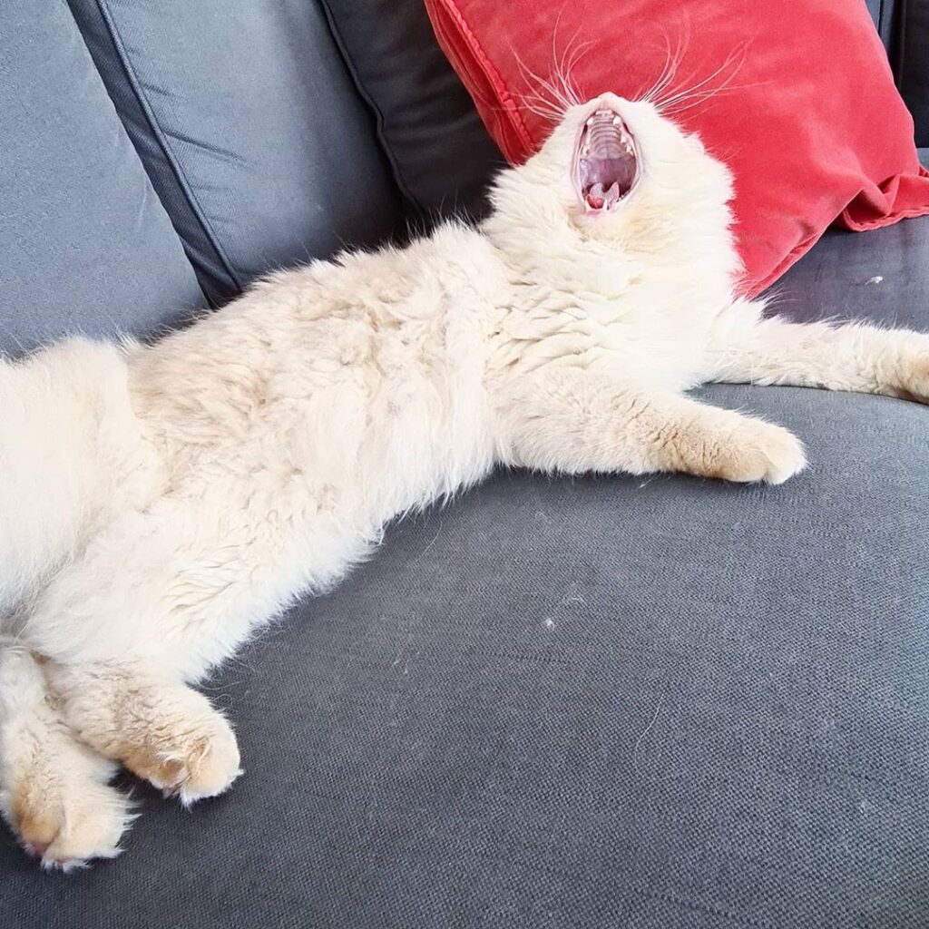 Me between two naps . . .