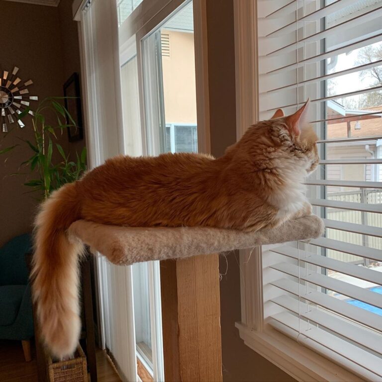 Murphy the guard cat