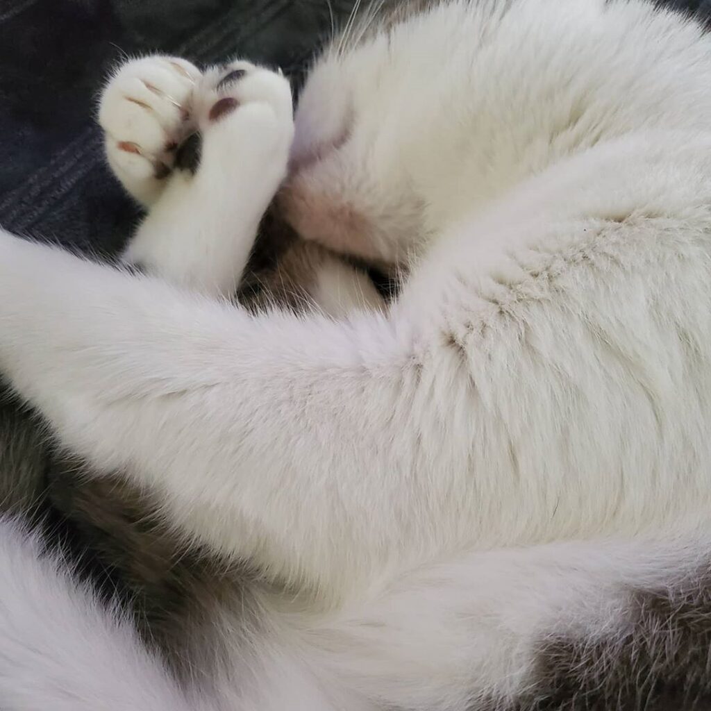 My cat Schmee being adorable. What are your cats names?