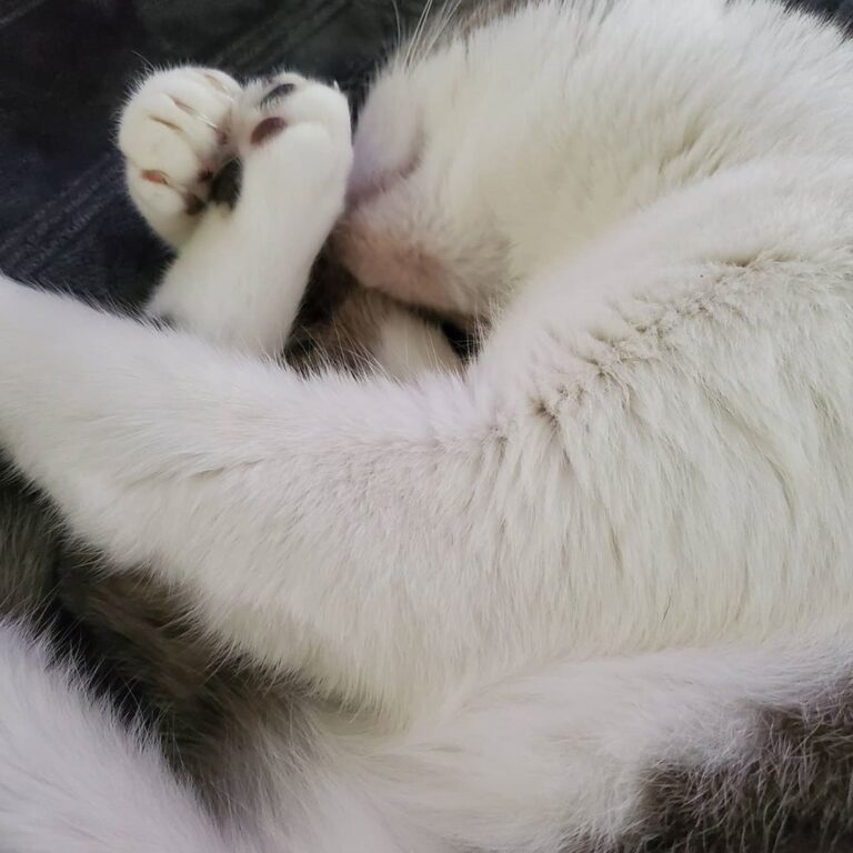 My cat Schmee being adorable. What are your cats names?