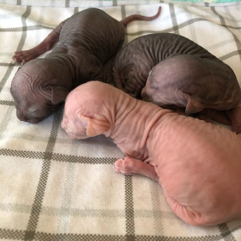 New babies! 2 males available still! Follow us on Facebook Skin And