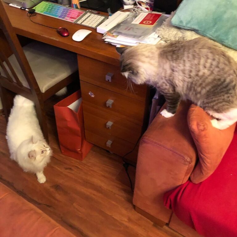 Oh! Intruder! I’m gonna watch you from a secure distance! a.k.a.