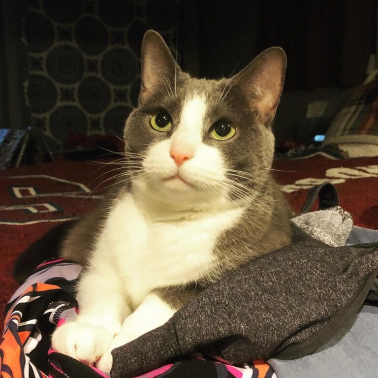 Oh, were you planning on wearing these? They sure make a comfy bed.