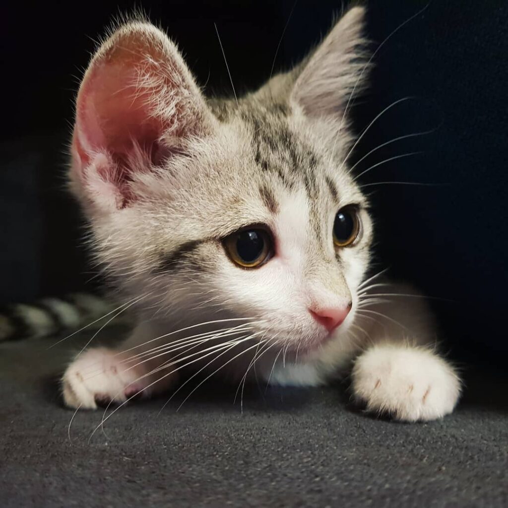 Playing ‘Tom & Jerry’ with Coco. . . . . Just a cat living out his