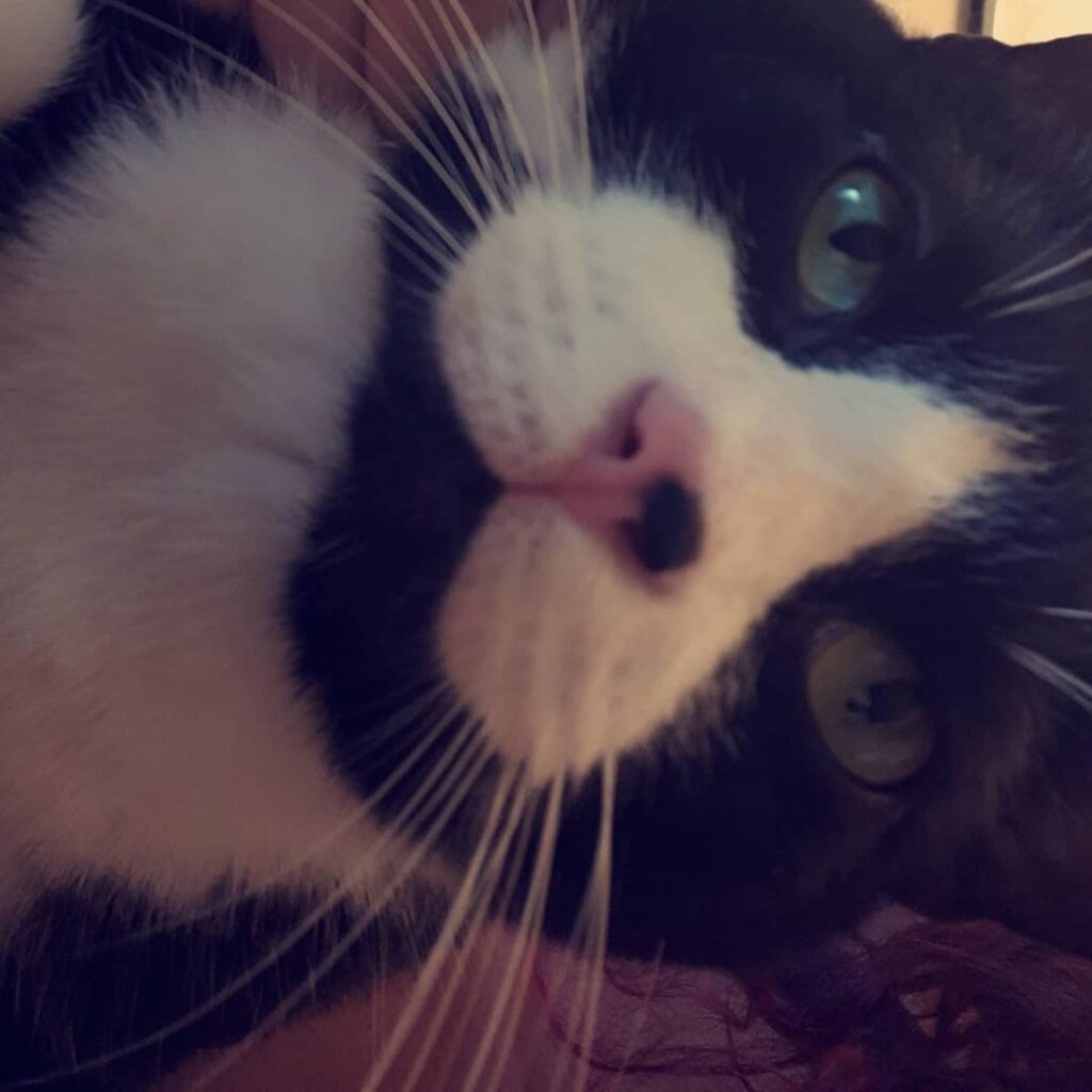 Porthos says hi!