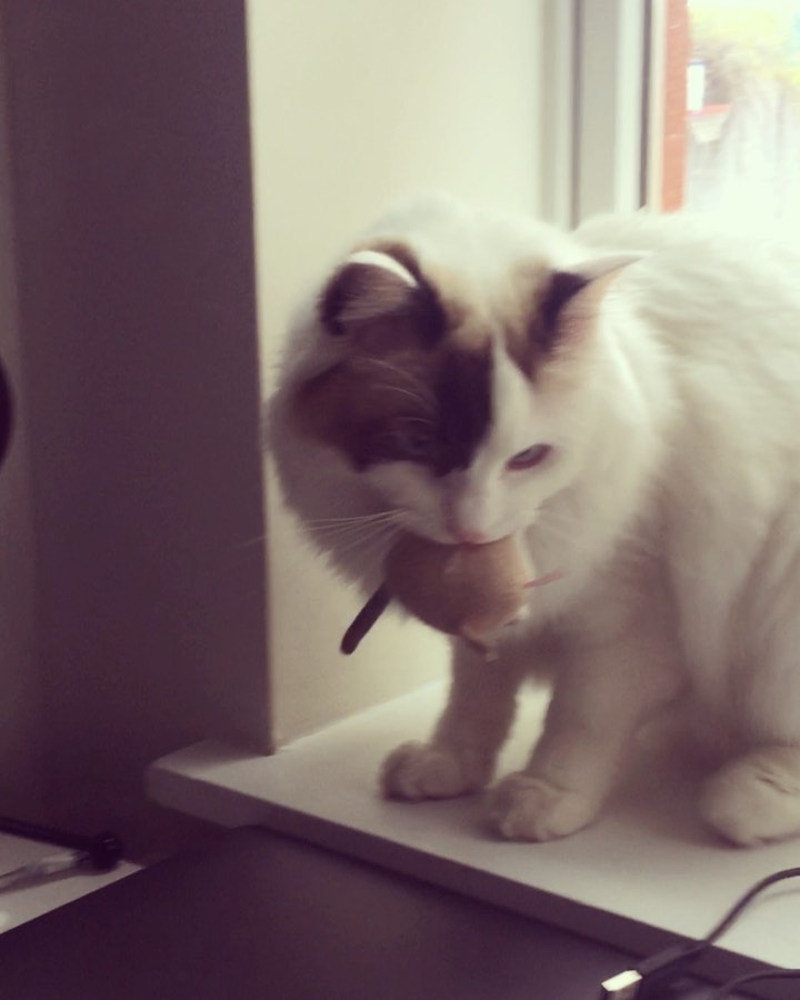 Practicing my hunting skills because I am a savage warrior!