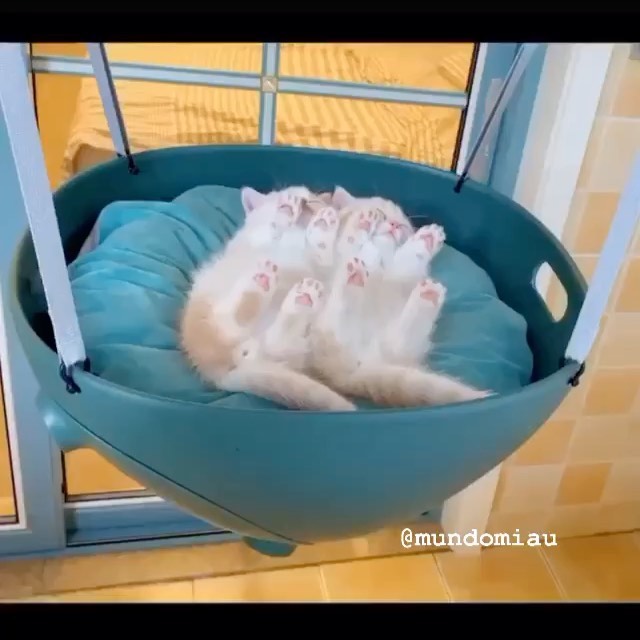 Preguiça de Sábado! Depois do almoço